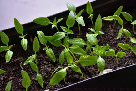 Правильный уход за рассадой перца после появления первых листьев