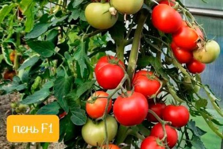 ��������� ����� ����: ������� ��������� �����������