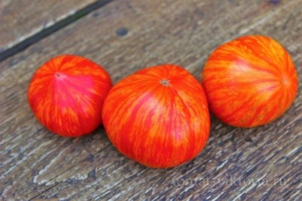 ����� ���� ������� ����: ������ � ���������� � ������ �������