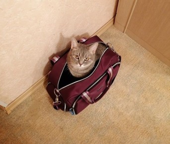 �������: ��� ������������� �������� � �����