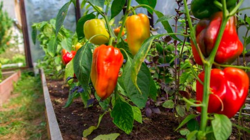 ��� ������� ������ ����� �����: ����������� ������� ��� ����������� ������