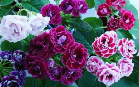 ��� ��������� ��������� �� ��������� ������: ������ �������� ���������