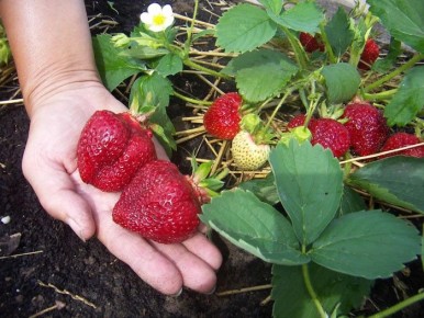 ������ �������� ��� ������: �������� ������ �����