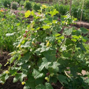 ����������� ������ ��������� �� ���: ����������� ����� ��� �����