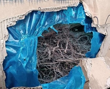 На Южный Урал не пустили огромную партию саженцев из-за нарушений