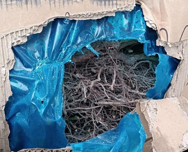 На Южный Урал не пустили огромную партию саженцев из-за нарушений