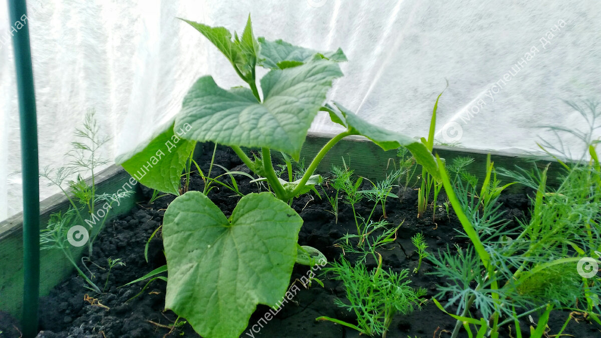 Как добиться щедрого урожая огурцов: эффективные советы по подкормке