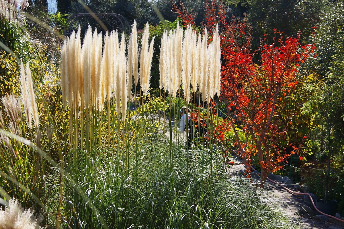 Декоративные злаки: осенние акценты для вашего сада