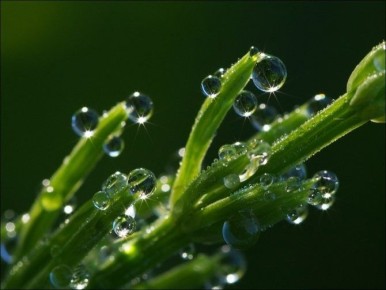 Гуттация: Удивительное явление, которое заставляет растения «плакать»