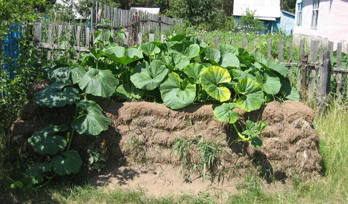 Как заложить крепкий фундамент для богатого урожая огурцов