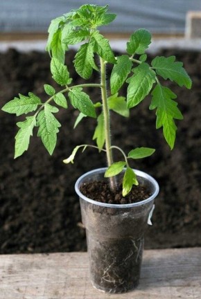 Почему стоит подкармливать рассаду только при видимых признаках нехватки питательных веществ