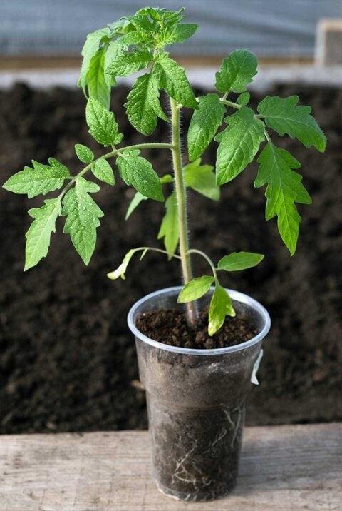 Почему стоит подкармливать рассаду только при видимых признаках нехватки питательных веществ