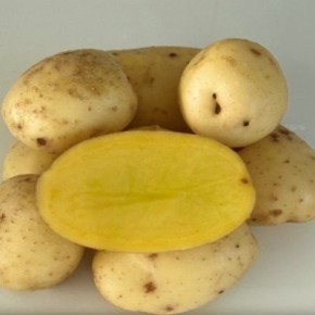 Восточно-сибирский картофель Бабр: секреты успеха урожая