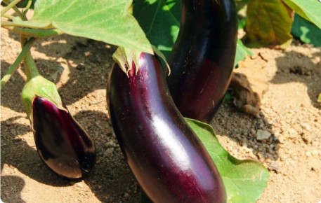 Секреты ранних сортов баклажанов для вашего огорода