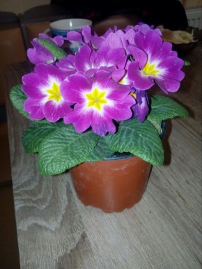 Как ухаживать за примулой: советы по уходу и пересадке