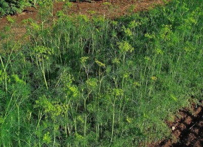 ������� �������� ������� ������ � ����