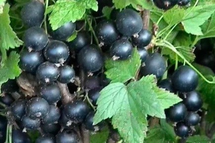 ��������� ��������: ������� ������������� � ������������� ������