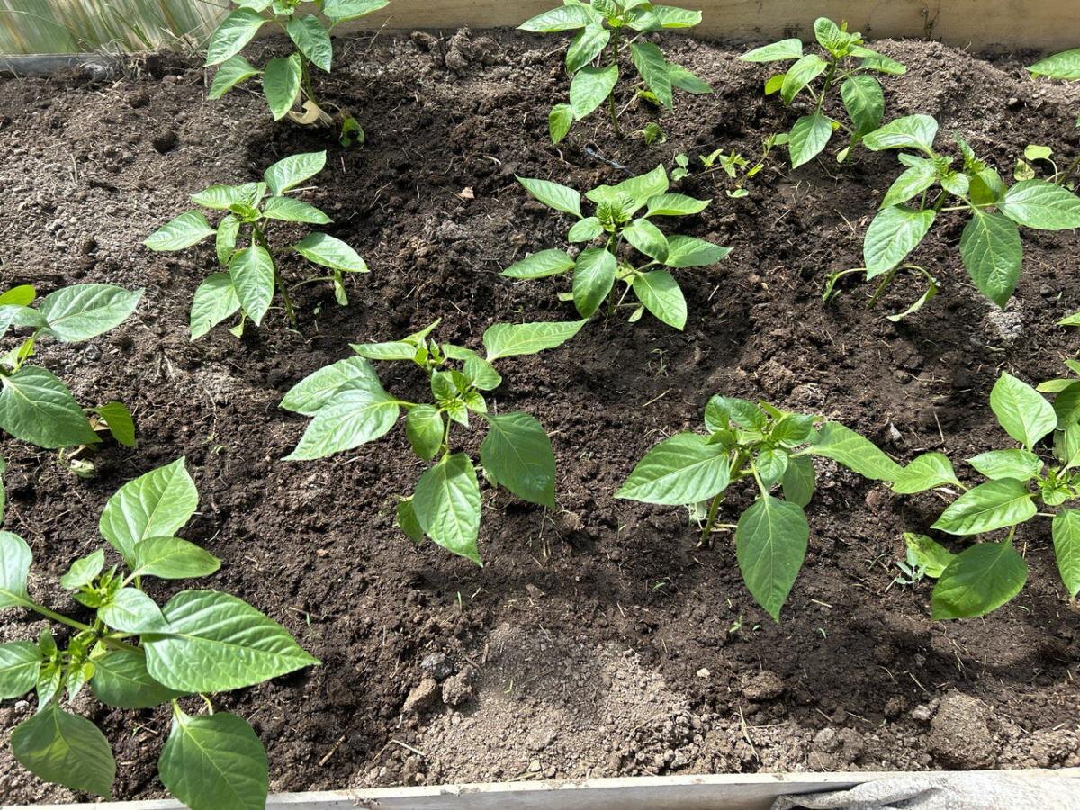 Кого лучше не сажать рядом с болгарским перцем