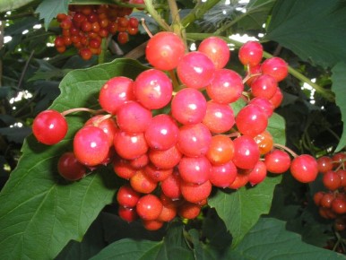 ������: ���������� ������� � ����������� �������� ��������