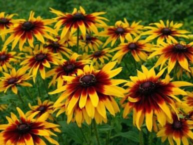 ��������: ����� ������ ������ ����� � �����