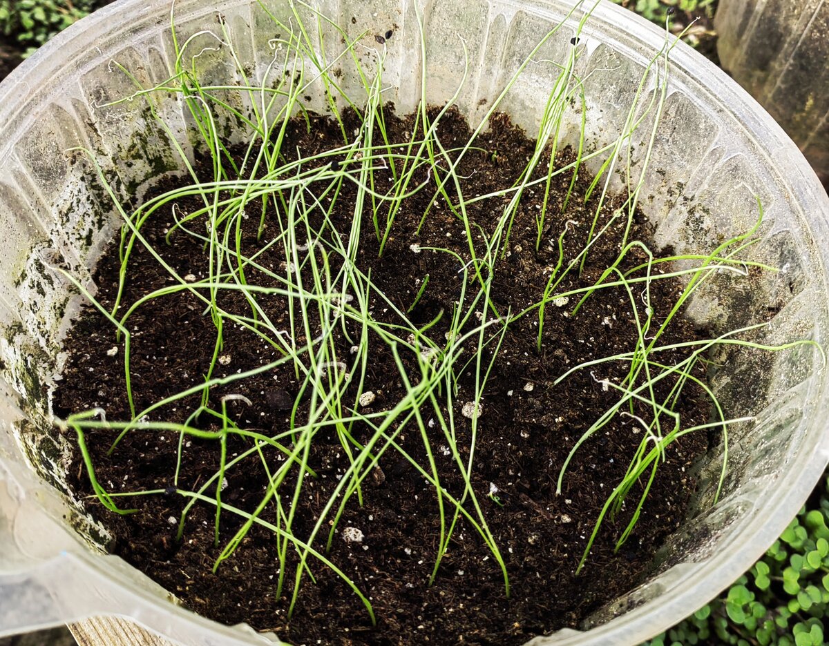 Как быстро вырастить лук: простой способ посева