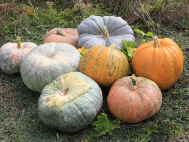 �����, ������� ����������: ������� ���������� ������