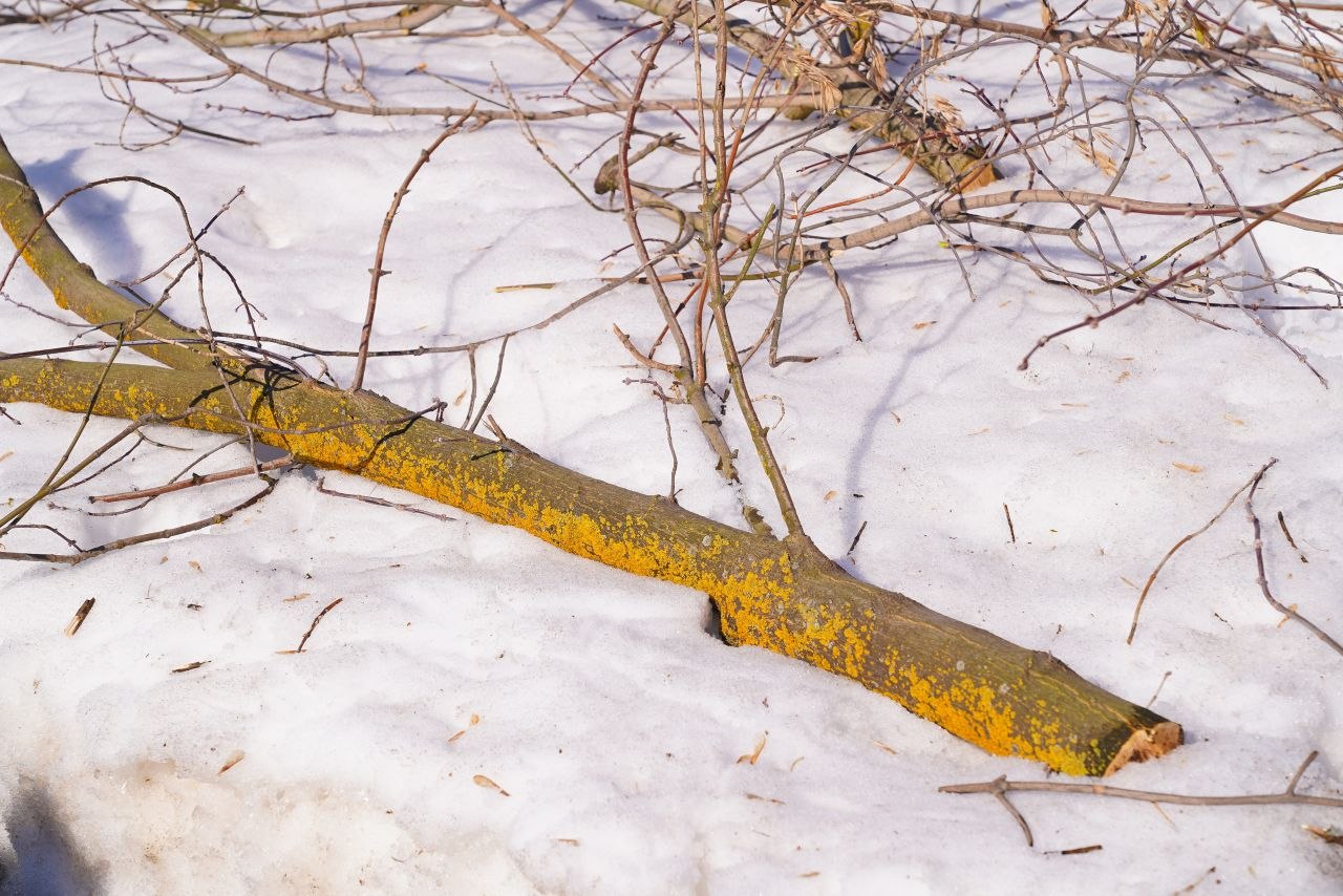 С наступлением раннего весеннего периода в Ижевске началась глубокая обрезка деревьев С наступлением раннего весеннего периода в Ижевске началась глубокая обрезка деревьев