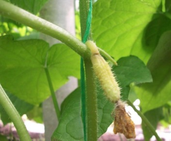 ��� �������� �������� ������ �������: �������� ������� � ������������