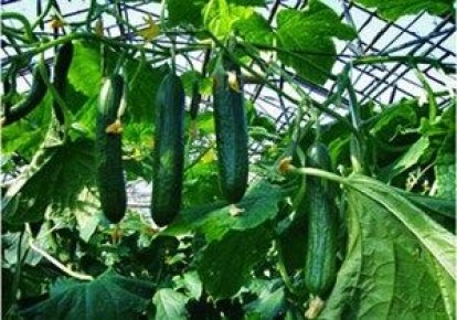 Партенокарпические гибриды: секреты успешного выращивания