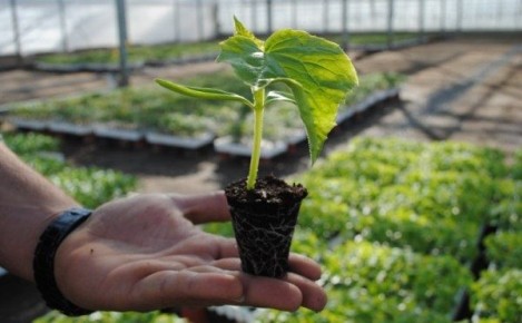 Эффективные методы защиты огурцов от вредителей и болезней