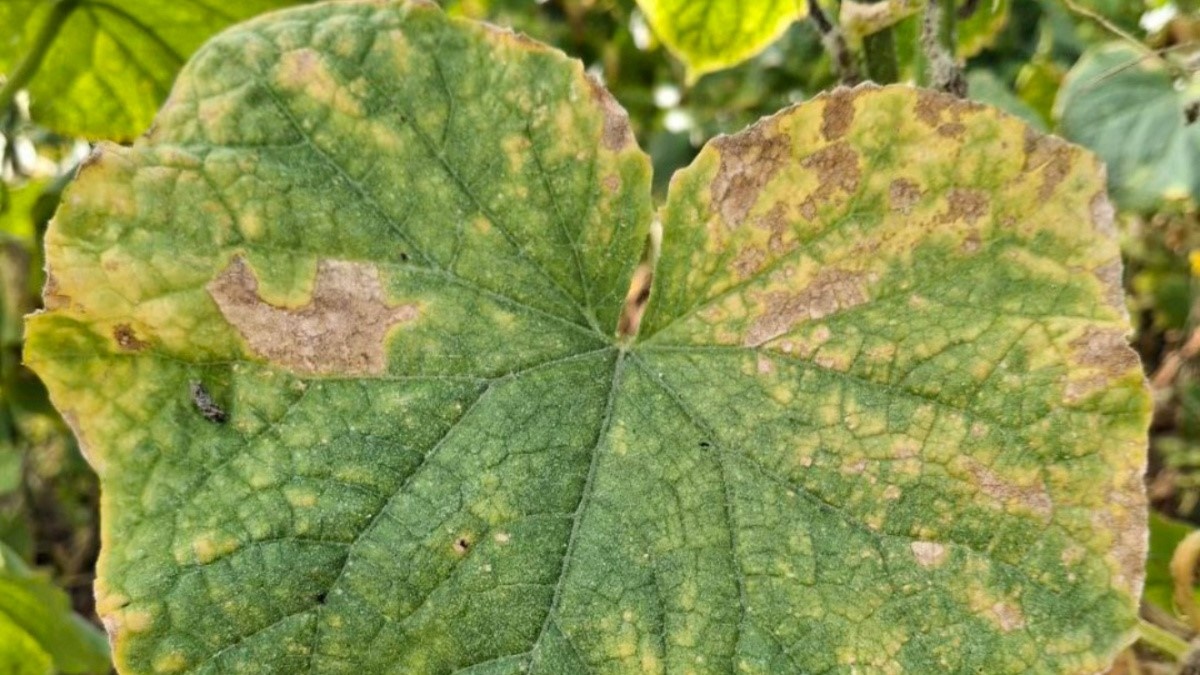 Огурцы под угрозой: как распознать аскохитоз и спасти урожай