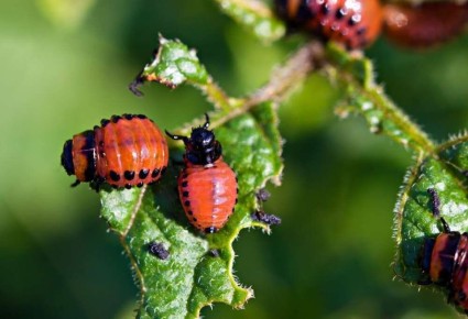 Как эффективно защитить картошку от колорадского жука с помощью горчицы