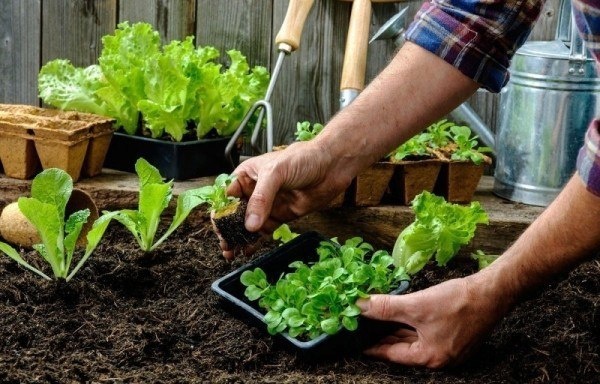 Как избежать распространенных ошибок при выращивании рассады