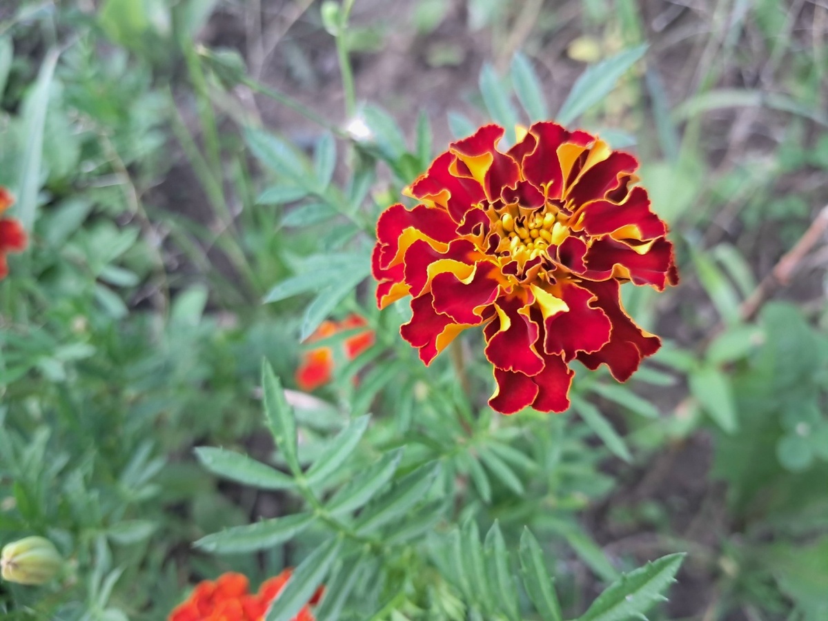 Обзор мартовских посевов: когда и что сажать