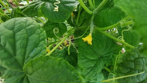 ��� ��������� ������ �������� � ����: ������ ��������� ��������� ��� ����