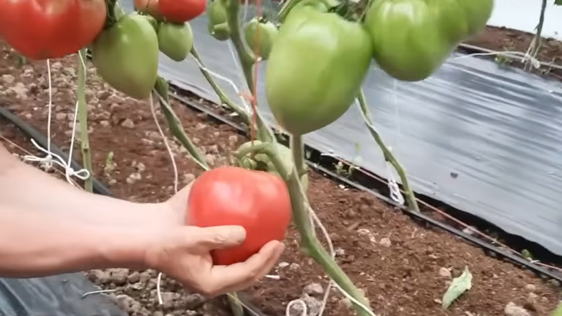 Как спасти урожай томатов: секреты подкормок от тещи-агронома