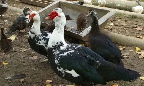 Индоутки: тихие спутники вашего подворья с полезным мясом