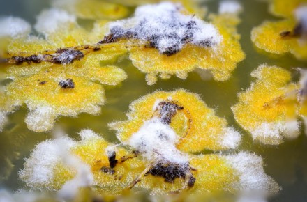 ����� � ��������: ����������� �������� ��� ������ ���� � �������