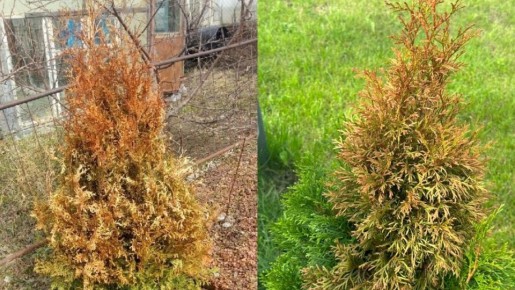 Как спасти пожелтевшие туи: мой трехмесячный опыт