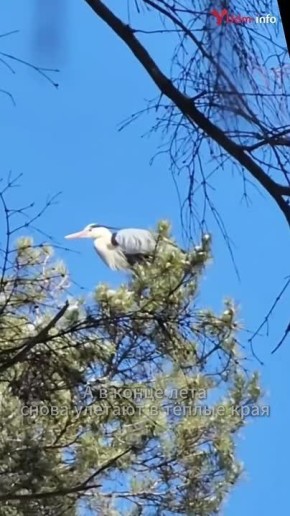 В ижевский парк Кирова вернулись с зимовки серые цапли