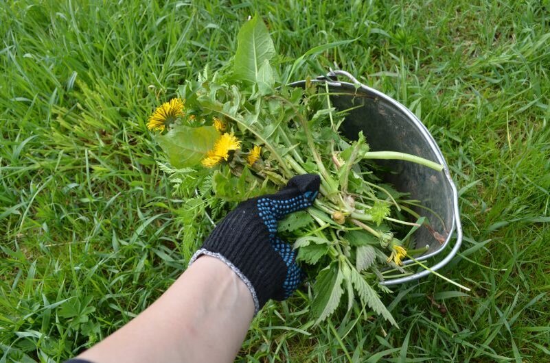 Как приготовить натуральное удобрение из травы за 7 дней