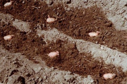 Как вырастить вкусный картофель с осенней посадкой: советы агронома