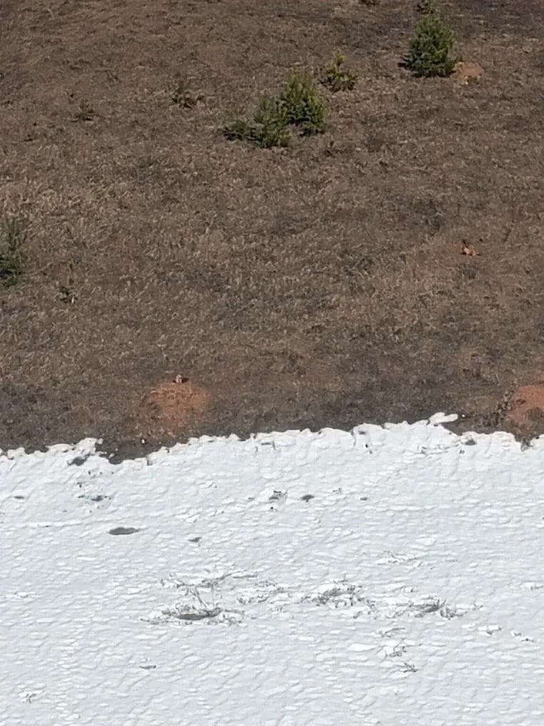 Сурки-байбаки выходят из зимней спячки в Каракулинском районе Удмуртии, сообщает и. о. министра природных ресурсов и охраны окружающей среды региона Роза Аснанова