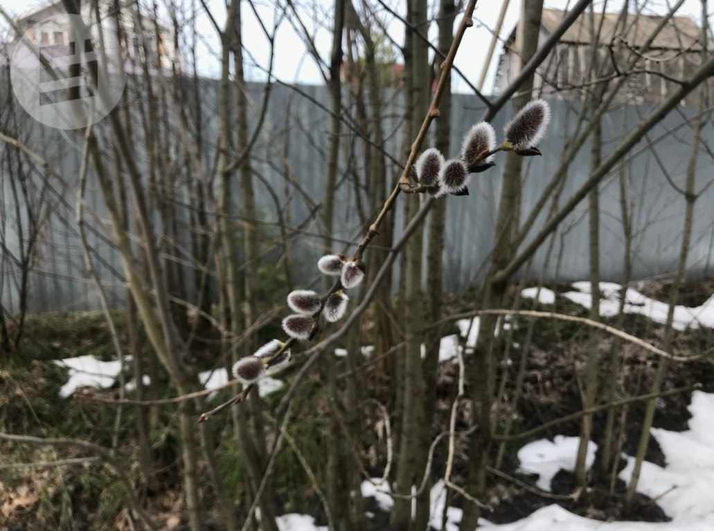 В Удмуртии 5 апреля православные христиане отмечают Вербное воскресенье В Удмуртии 5 апреля православные христиане отмечают Вербное воскресенье