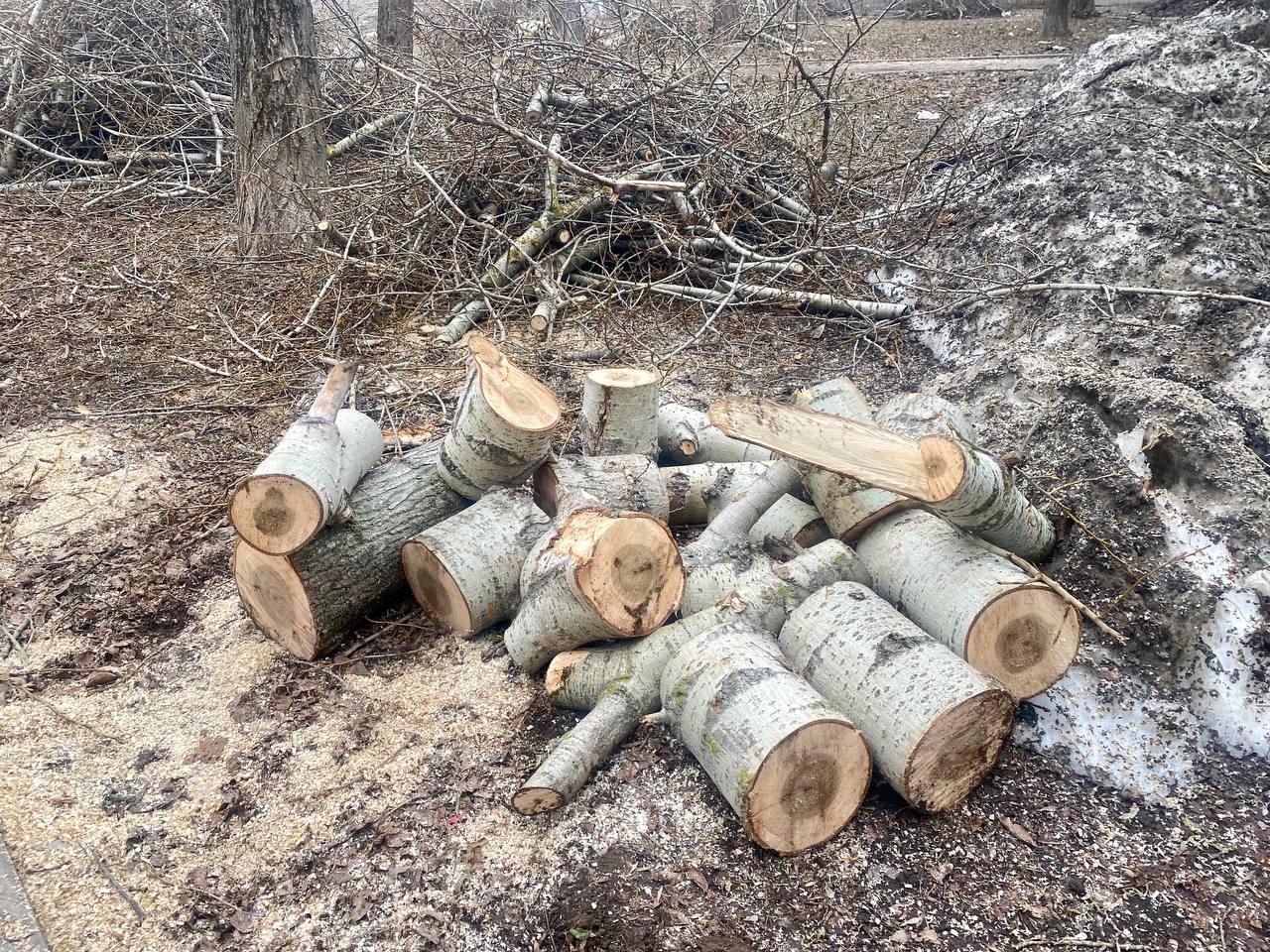В Ижевске полным ходом идёт весеннее кронирование