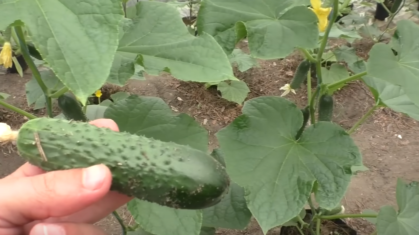 Как правильно формировать огурцы: советы агронома для увеличения урожая