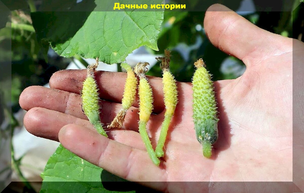 Почему завязи огурцов желтеют и опадают: разберем главные причины