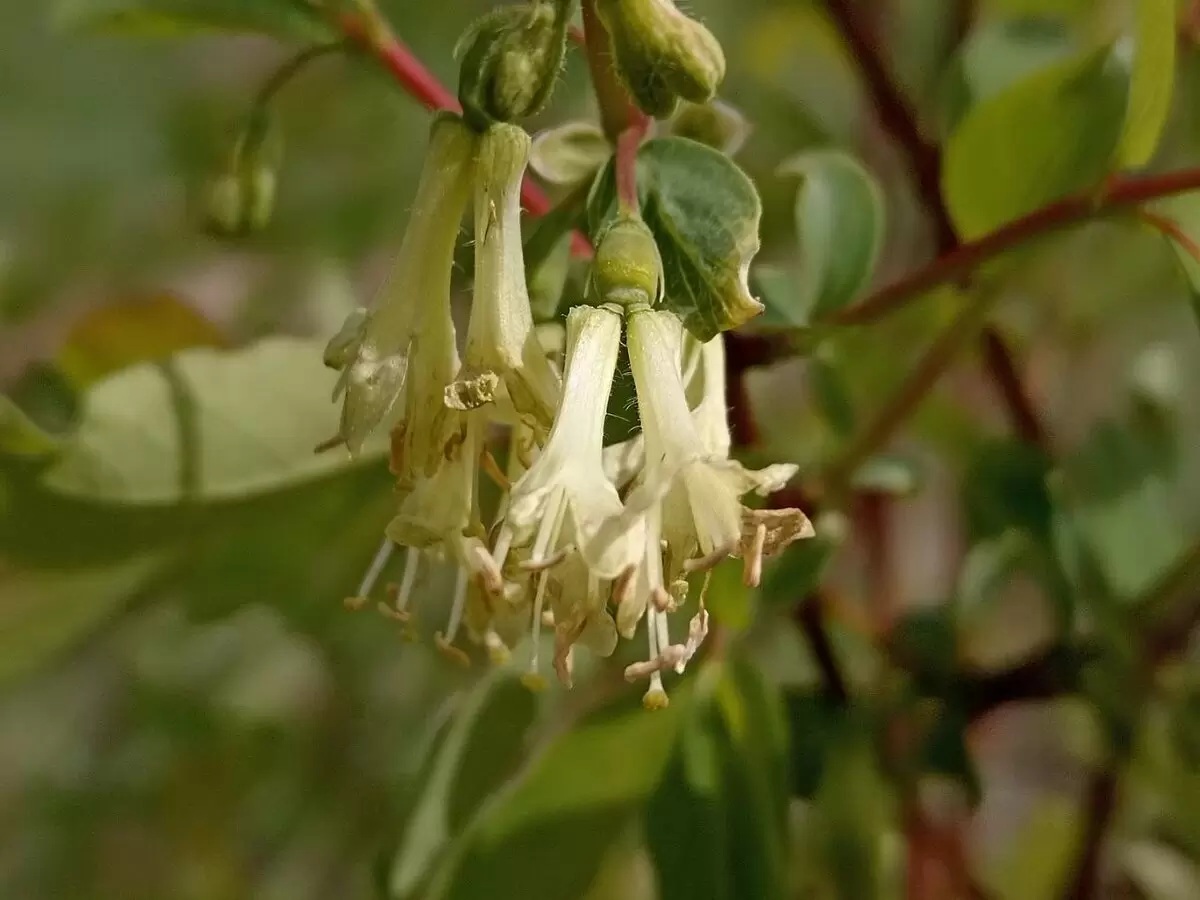 Как правильно подкормить жимолость во время цветения для богатого урожая