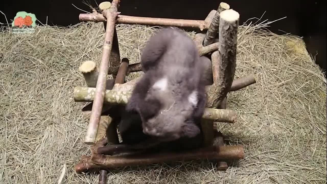 Спасенные в Кезском районе Удмуртии медвежата чувствуют себя прекрасно и получили «сладкие» имена