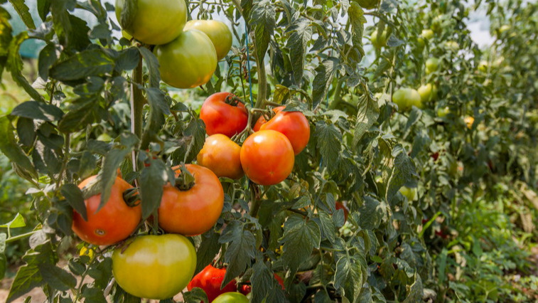 Как избежать разочарования на огороде: опыт огородников и лучшие сорта помидоров